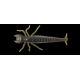 Leurres souple Fishup Diving Bug 5cm 