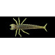 Leurres souple Fishup Diving Bug 5cm 