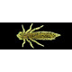 Leurres Souple Fishup Dragonfly 4,3cm