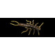 Leurres Souple Fishup Stonefly 1,9cm