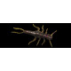 Leurres Souple Fishup Stonefly 1,9cm